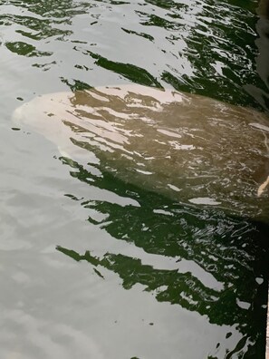 Manatee under the dock