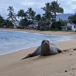 Sady the monk seal taken with the house in background. Photo take on 10/30/20