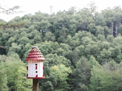 Beaver Creek Hill - Log Cabin; Listen To The Rushing Creek; Blue Ridge Mountains