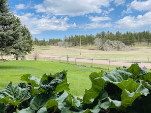 Back yard view and rhubarb 
