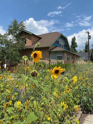 Arizona sunflowers out front 