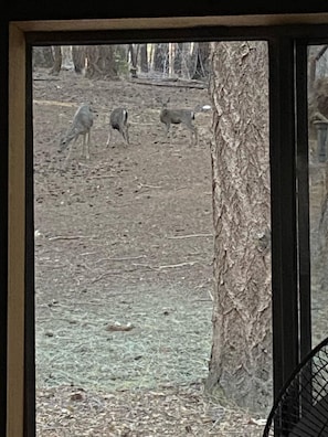 wild life eating right outside the cabin windows