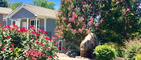 Beautiful Mountain Laurels And Roses In Front Of The  House in September