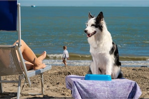 Dog beach
