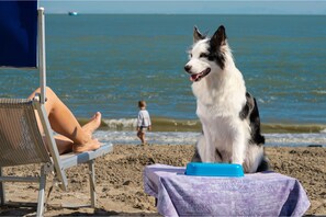 Dog beach