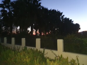 Sunset behind the palm trees