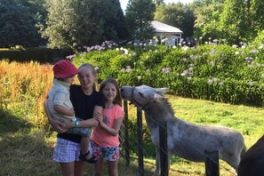 Humphrey getting carrot from obscured child