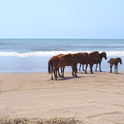 Wild Horses
