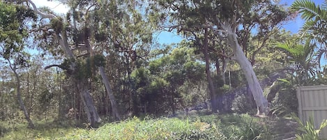 Our ‘bush backyard’ is rich with bird life and kangaroos grazing.