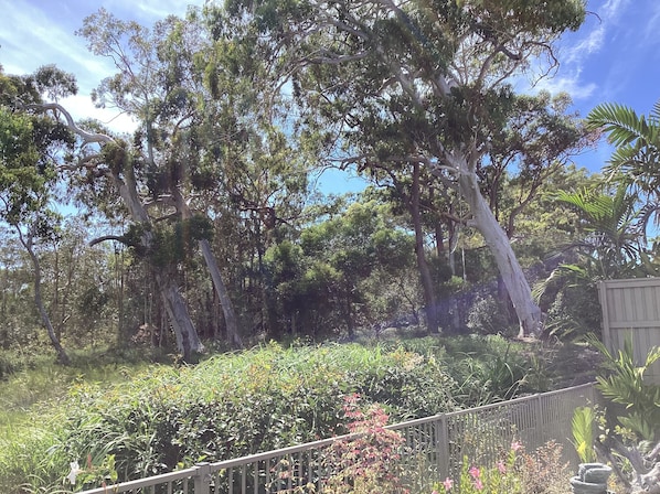 Our ‘bush backyard’ is rich with bird life and kangaroos grazing.