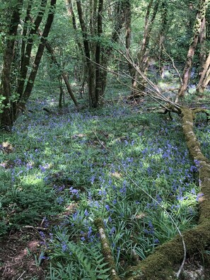 Bluebells in our the woods at spring time