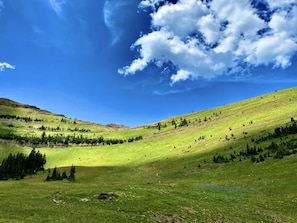 Bridger-Teton National Forest