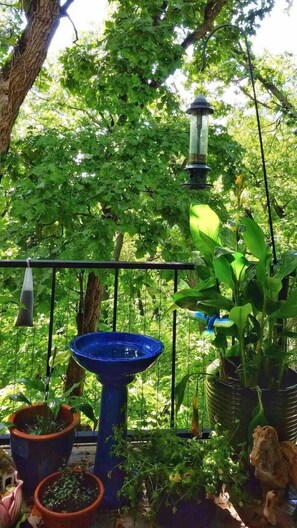 Summer view