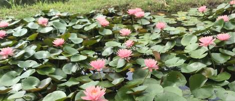 The water lily in the lotus pond is the inn in the back