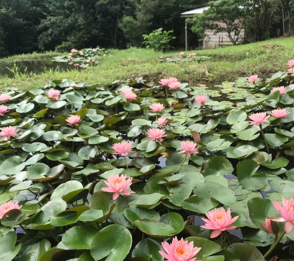 The water lily in the lotus pond is the inn in the back