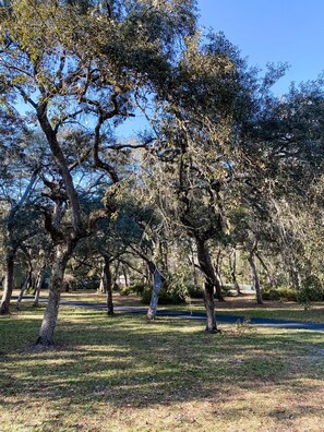 Front Yard