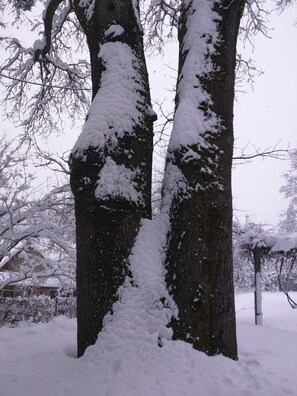 the Twin Oaks