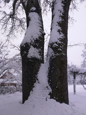 the Twin Oaks