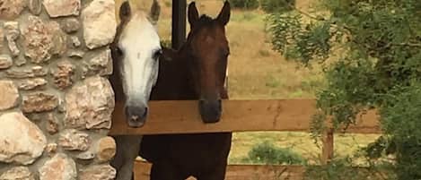 Rosie and Scout love greeting our guests.