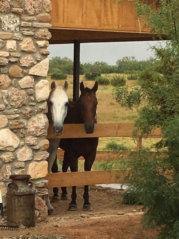 Rosie and Scout love greeting our guests.