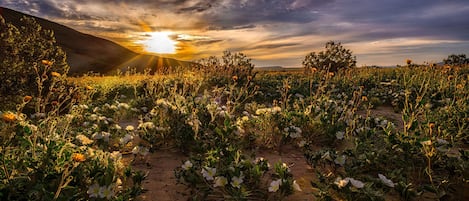 Morning sunrise in this wonderful desert 