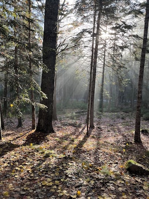 Sunlight through the woods on the property