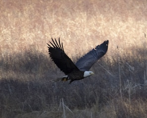 Eagle over Ripples Pond