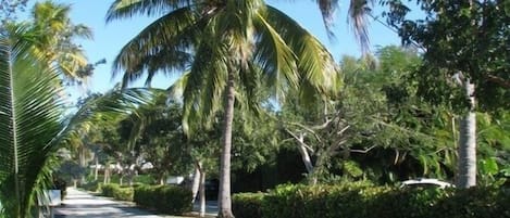 coconut lined street in front of home