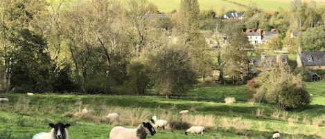 Looking down towards the pub and pods from the surrounding hills