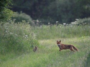 Foxes on the farm