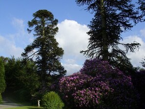 Monkey Puzzle Trees