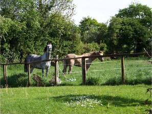 Friendly Natives (Star and Mr Punch) at ease in the orchard.