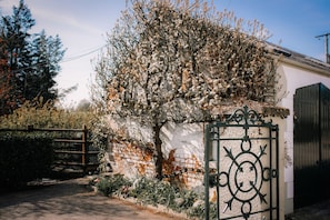 100 year old pear tree beside the cottage