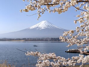 ・ Mt. Fuji and Lake Kawaguchiko (Spring): You can enjoy cherry blossom viewing on the shore of the lake.