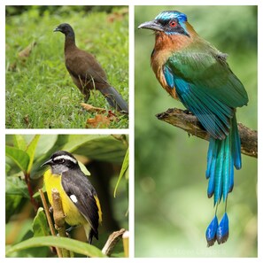 Some of the birds in the area - COCRICO, MOTMOT, BANANAQUIT
