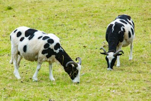 The sheep in the field