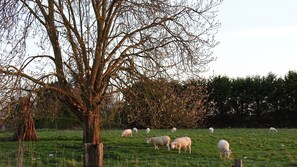 Sheep grazing