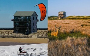 Kitesurfing and Wildlife