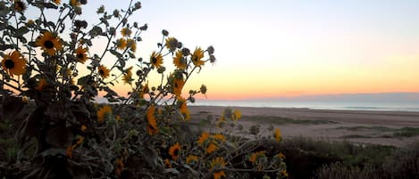 Lining the Matagorda dunes are sunflowers at sunrise
