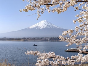 ・ Mt. Fuji and Lake Kawaguchiko (Spring): You can enjoy cherry blossom viewing on the shore of the lake.