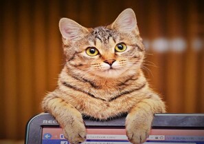 Signboard cat LaLa