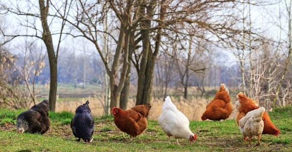 Our lovely farm chickens! Fresh eggs may be available for purchase!