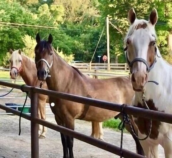 You will be surrounded by horses…and invited to feed and ride them!