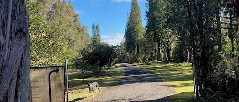 Terrenos do alojamento