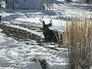 A large mule tail deer was caught napping in the backyard.