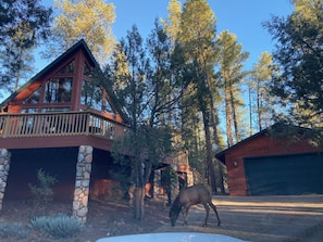 Daily visitors of Elk and Deer.  