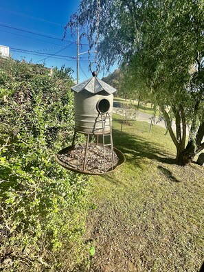 Birds come right up to the front windows 
