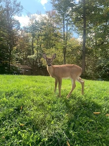 Pocono Paradise