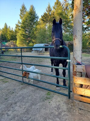 Sweet Lucy and our goats Bonnie and Clyde