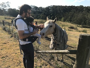 Horses on property